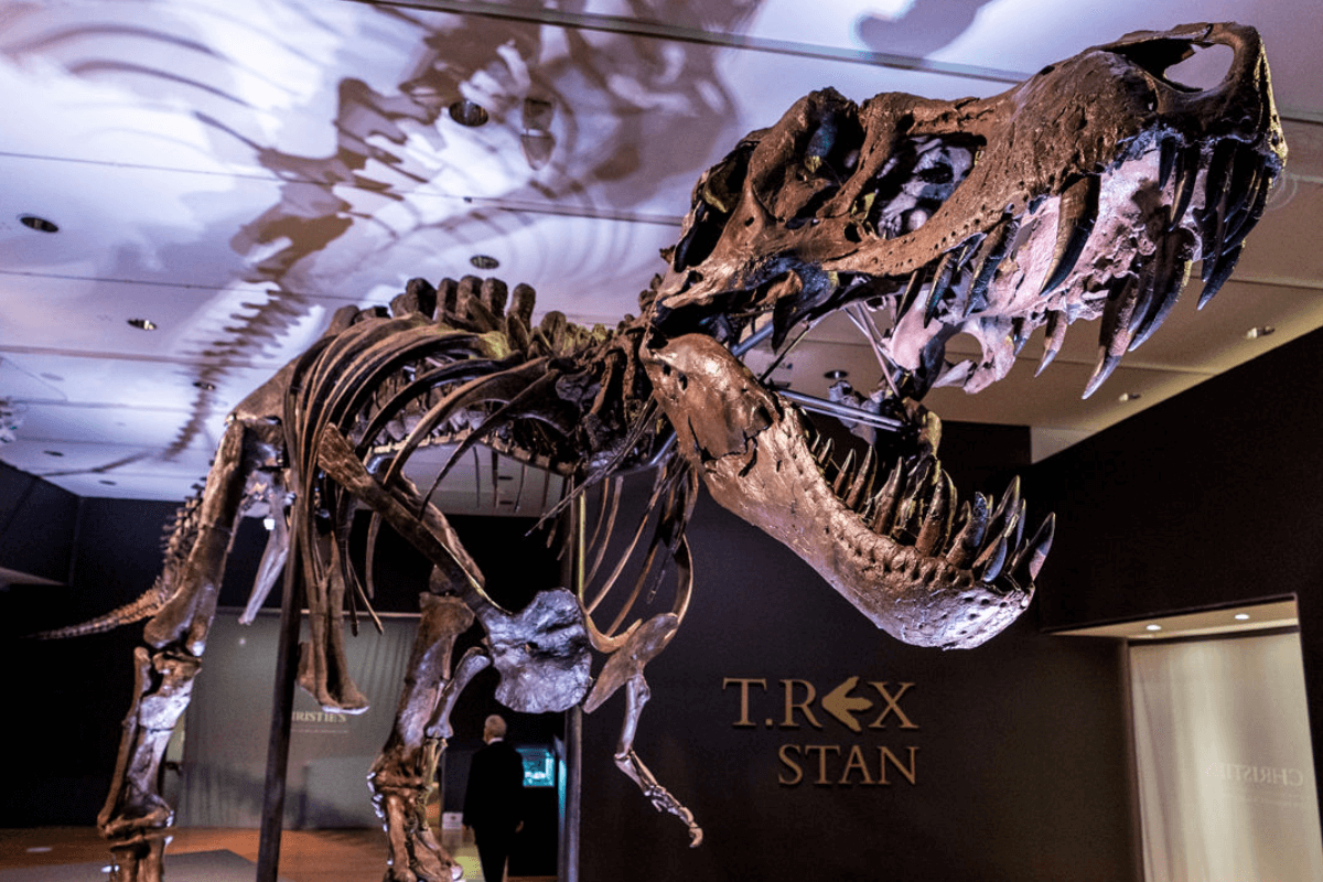 Окаменелость тираннозавра Рекса будет продана на аукционе по цене 25 млн. долларов