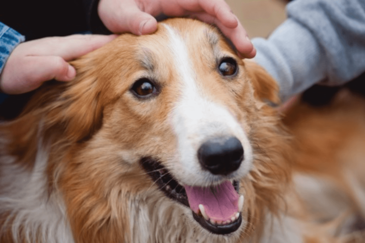 Поглаживание собак способствует более эффективному восстановлению после черепно-мозговых травм