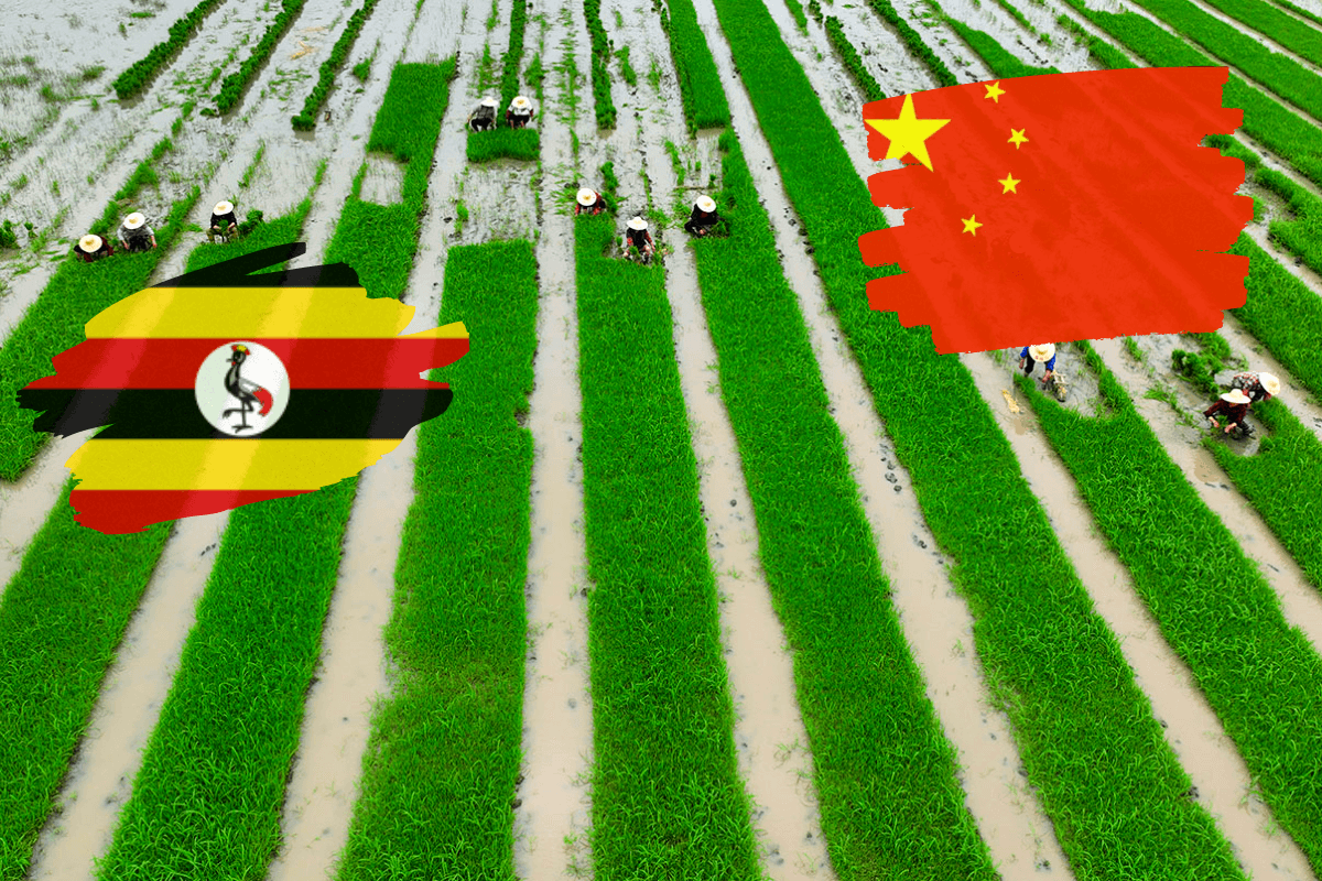 Фермеры в Китае и Уганде переходят на высокоурожайный и экономичный многолетний рис