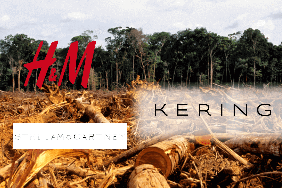 H&M, Kering, Stella McCartney и другие ускоряют переход к цепочкам поставок, не наносящим вреда лесам