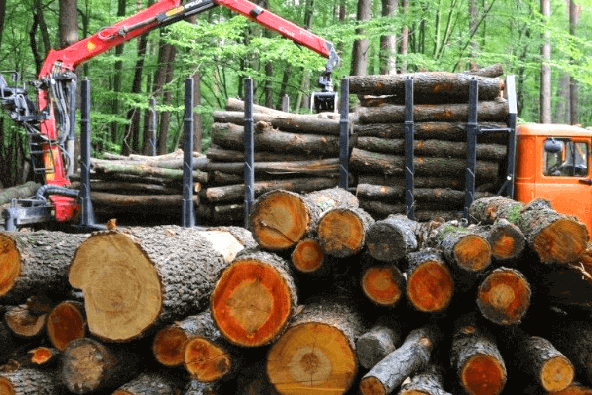 Крупнейшие мировые заготовители древесины: топ-25
