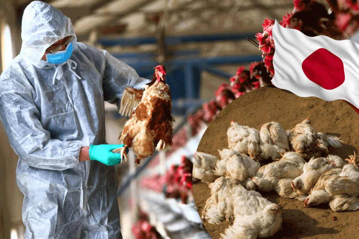 Вспышка птичьего гриппа в Японии привела к рекордной «выбраковке» 10 миллионов домашних птиц