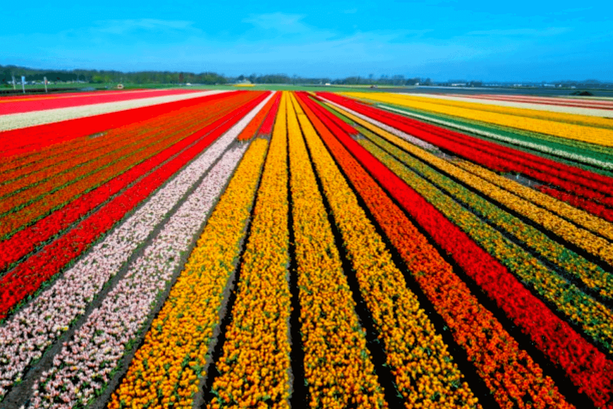 Топ-10 самых красивых мест мира: Цветочные поля