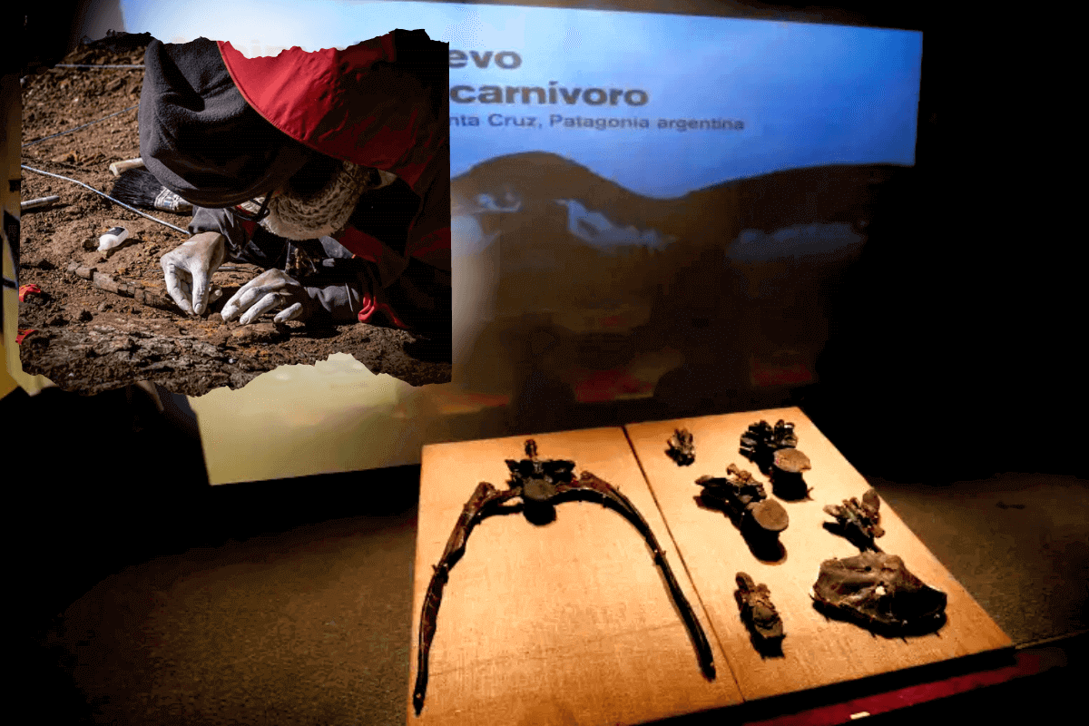 Ученые обнаружили новые останки динозавров в чилийской Патагонии, включая пернатых и мегарапторов