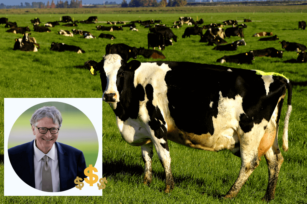 Билл Гейтс готов инвестировать в австралийский стартап по минимизации выбросов метана коровами