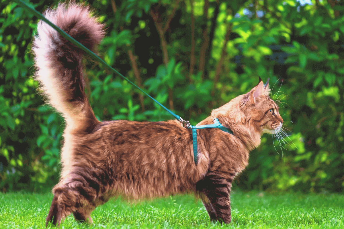 Исследователи назвали причины, по которым не стоит выпускать домашних кошек гулять на улицу