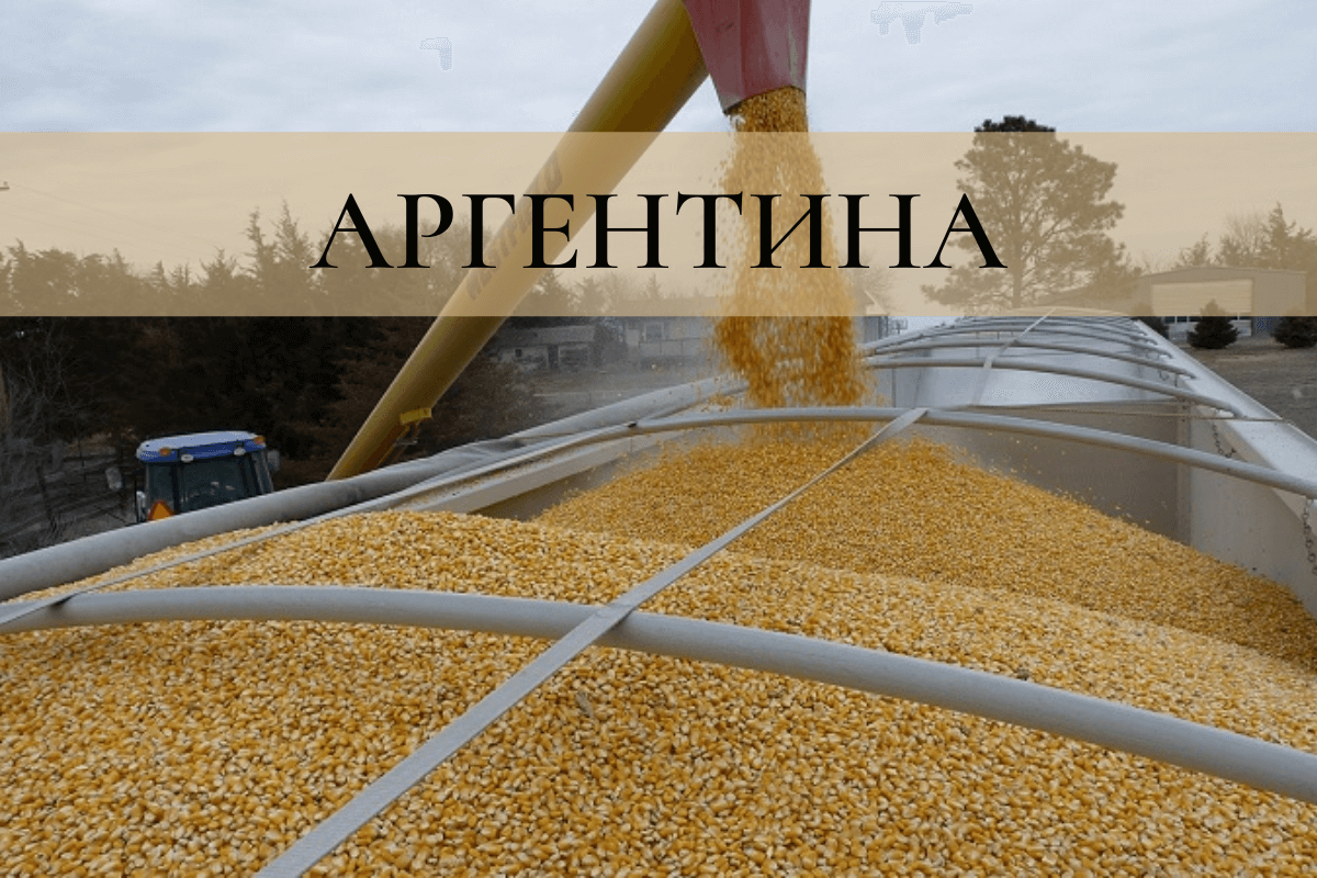 Аргентина – экспортер зерна