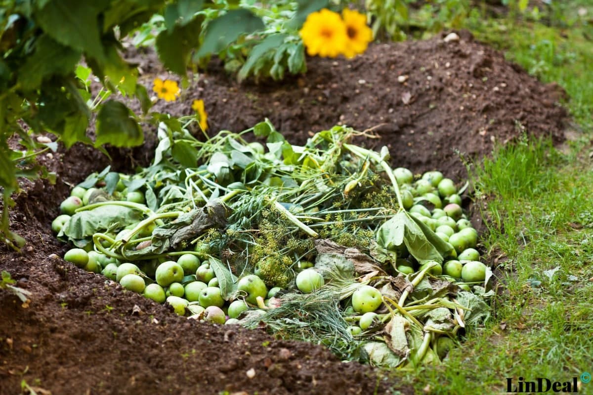 эко-бизнес: компост из испорченных овощей
