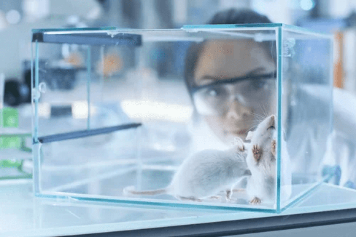 Эксперименты на мышах продемонстрировали функционирование рабочей памяти