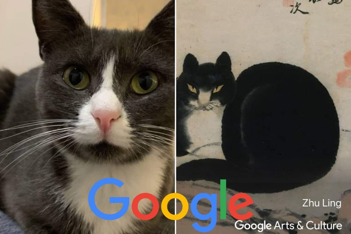 Google разработал функцию для поиска двойников животных