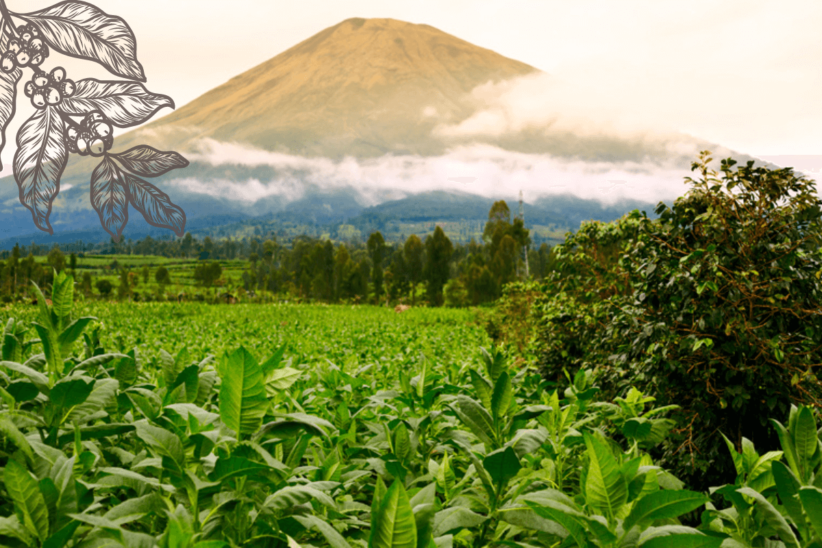 Индонезия крупнейшая страна производитель и экспортер кофе