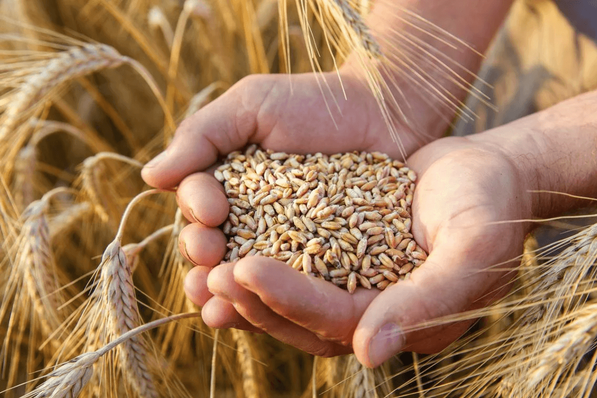 События в мире повлияли на переворот рынка пшеницы