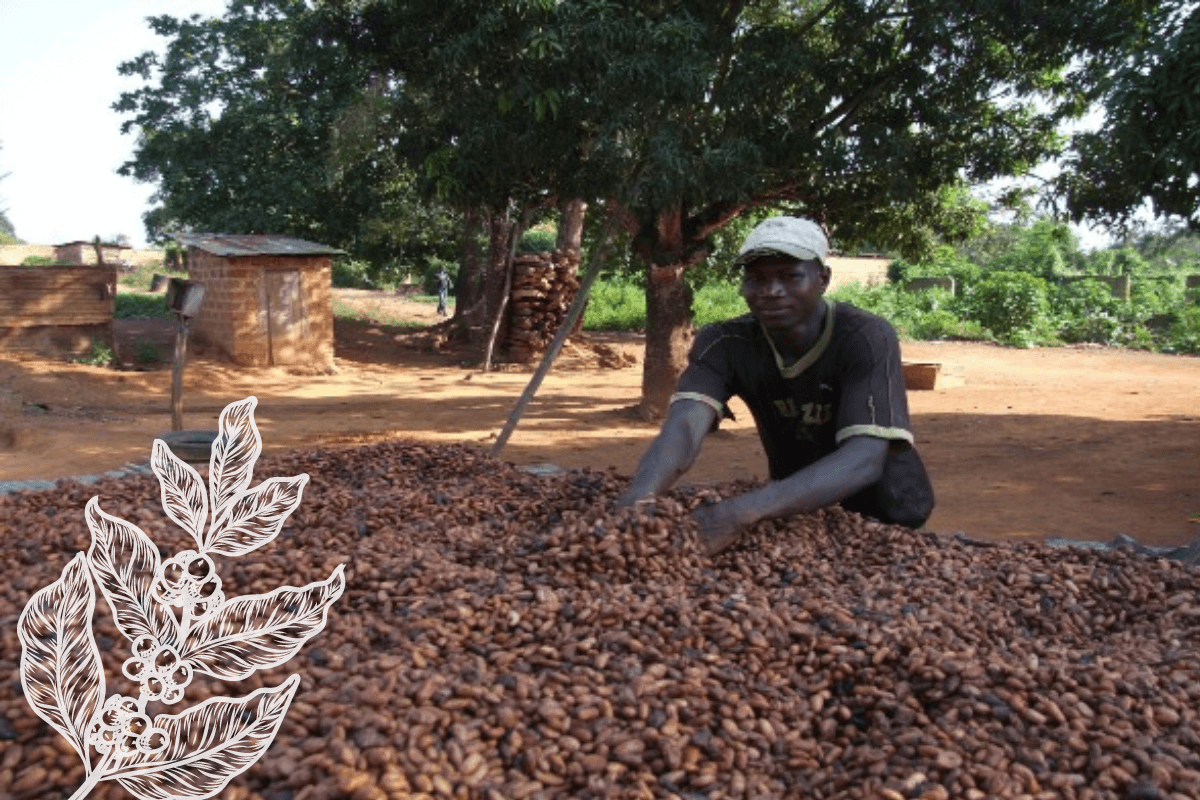 Кот-д`Ивуар крупнейшая страна производитель и экспортер кофе
