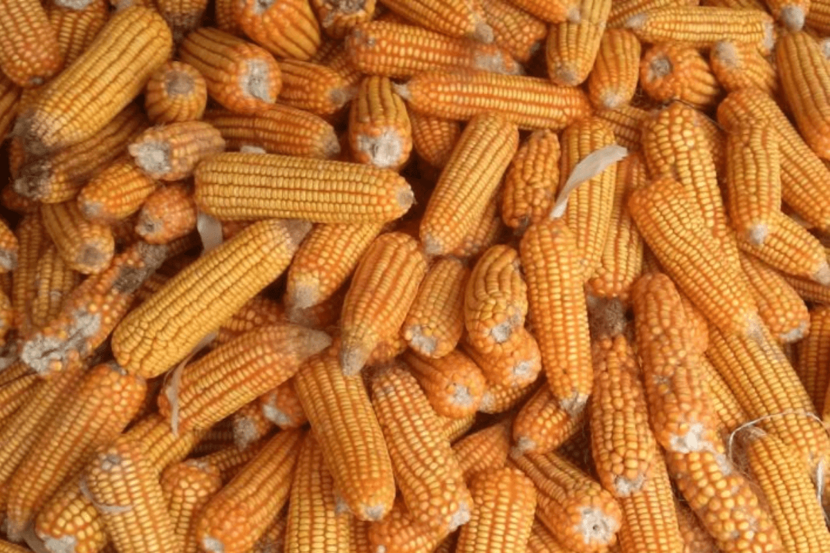 Кукуруза — это: виды, характеристики, польза, вред, применение