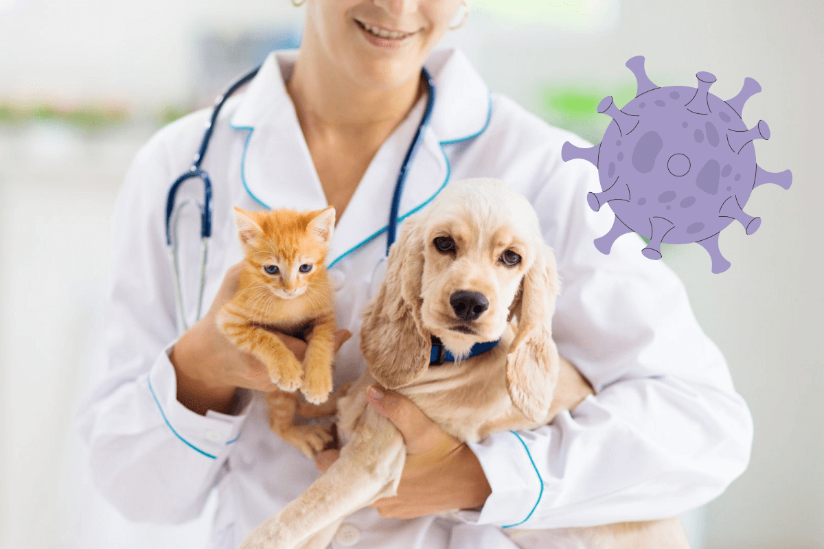 Неизвестный вирус быстро распространяется среди кошек и собак