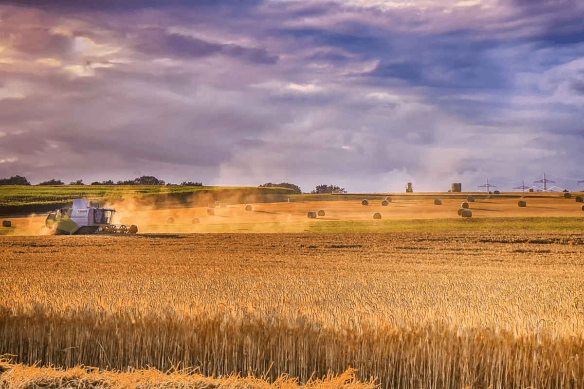 Основные страны-производители зерна в мире