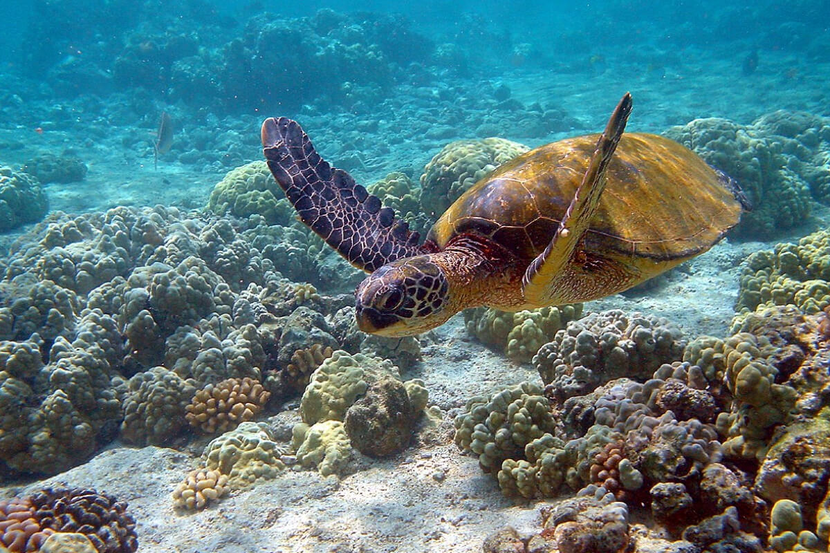 Зеленые морские черепахи под угрозой исчезновения