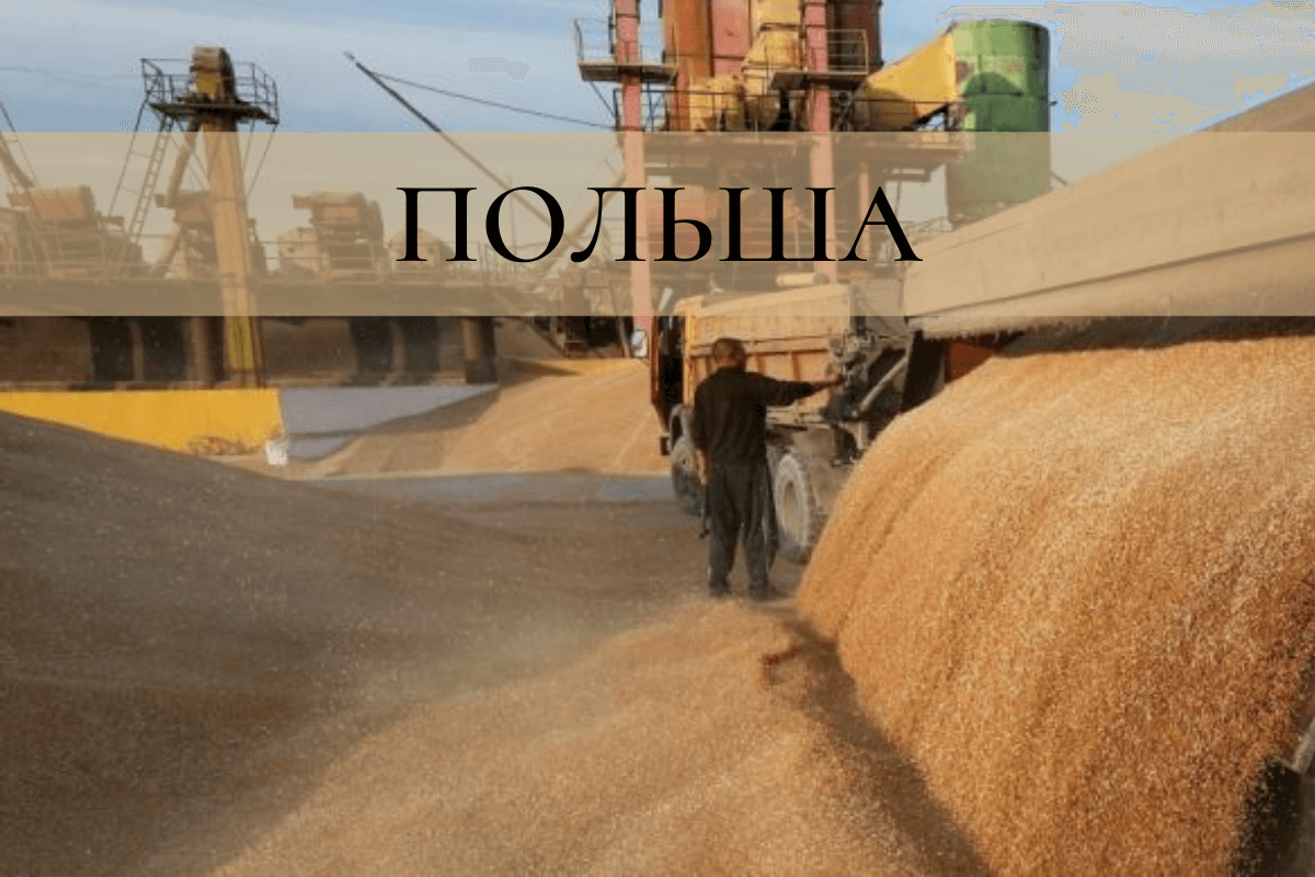 Польша – экспортер зерна