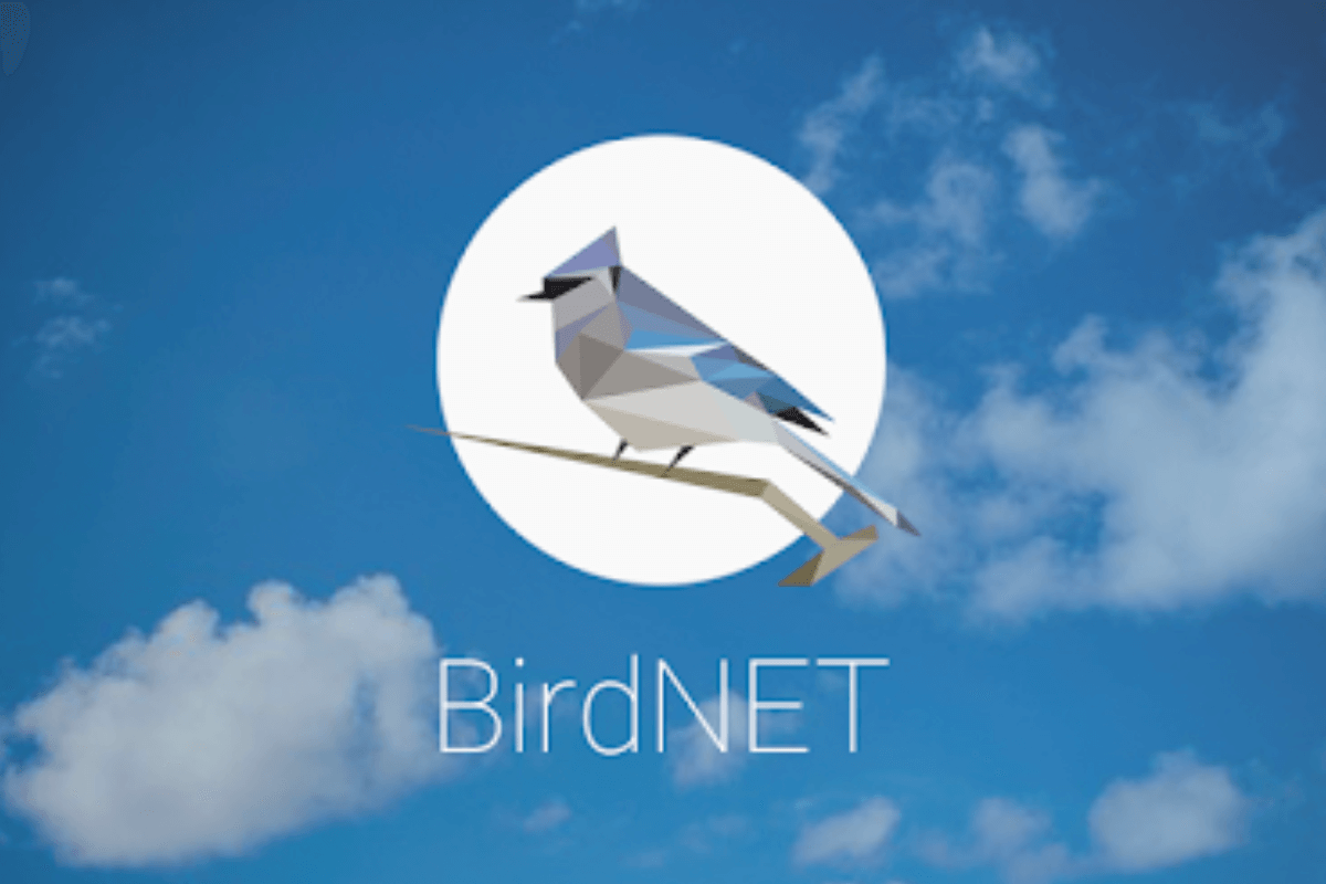 Приложение BirdNET, идентифицирующее разновидность птиц по звуку, предлагает новые возможности для гражданской науки