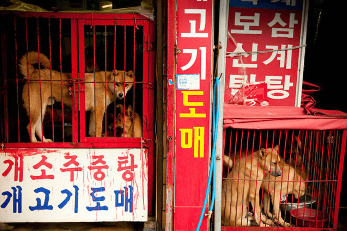 Раскрыты новые детали торговли собачьим мясом в Южной Корее