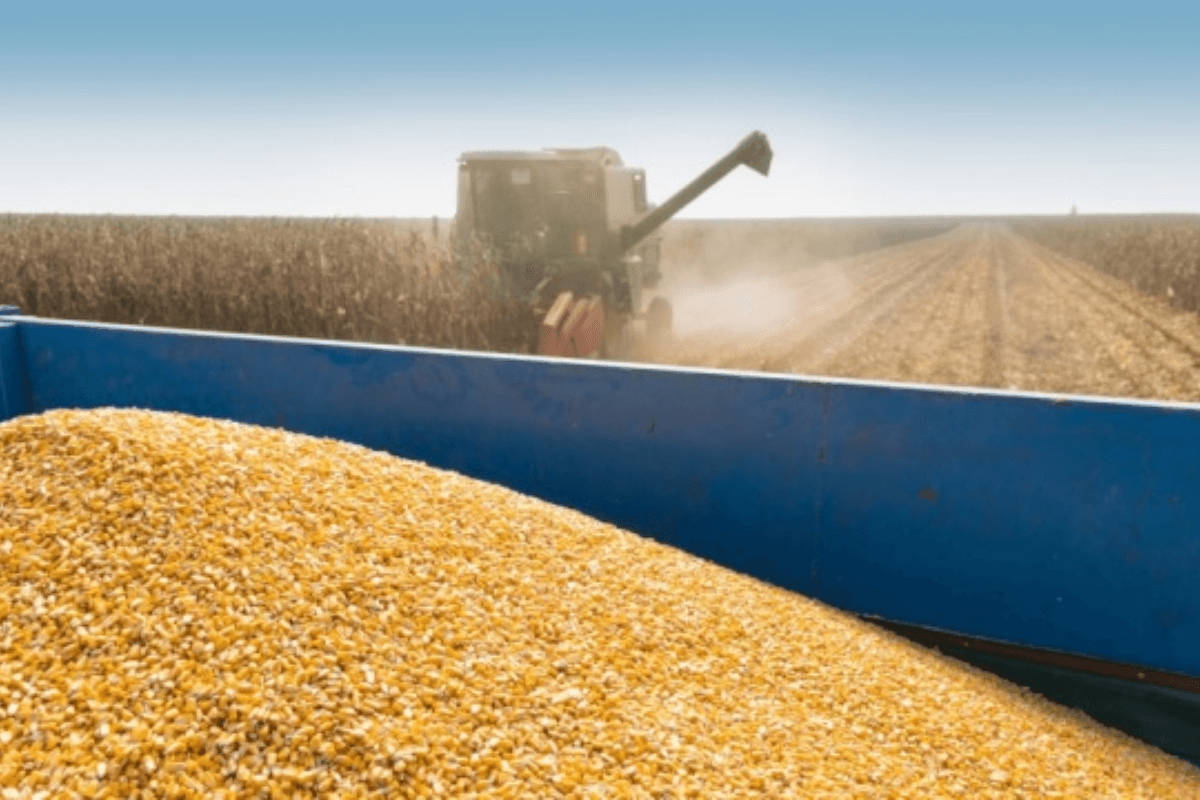 Рейтинг стран мира по конечным запасам кукурузы