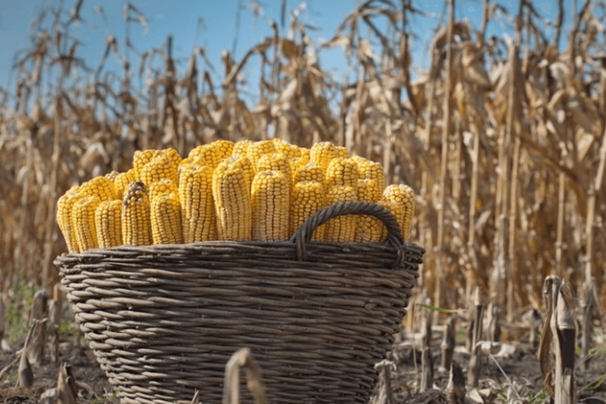 Рейтинг стран мира по урожайности кукурузы