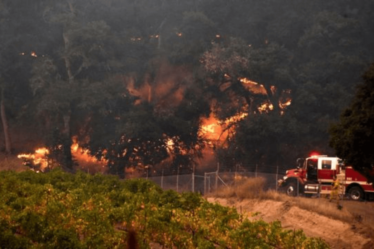 Европейским виноделам наносят ущерб рекордные температуры и лесные пожары