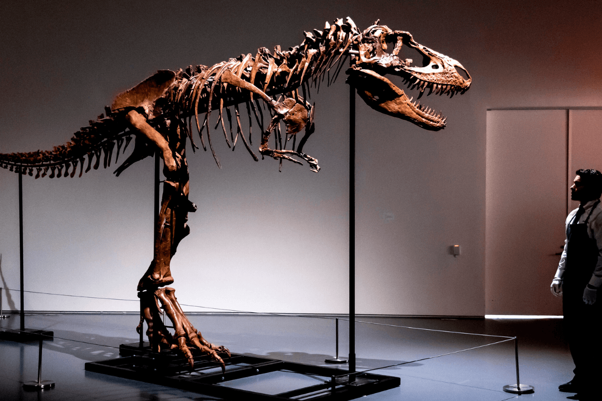 Скелет горгозавра продали с аукциона за 6,1 млн долларов