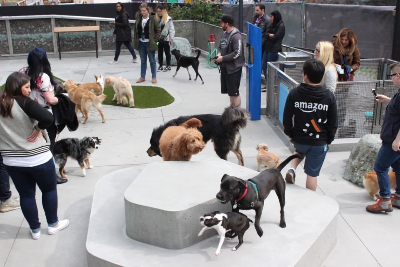 собаки офис компании Amazon