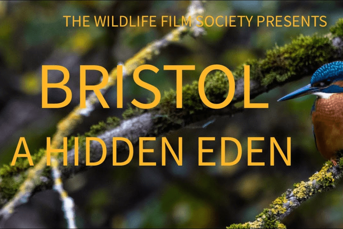 Студенты Бристольского университета сняли фильм «BRISTOL: A Hidden Eden» о городских животных, который стал сенсационным