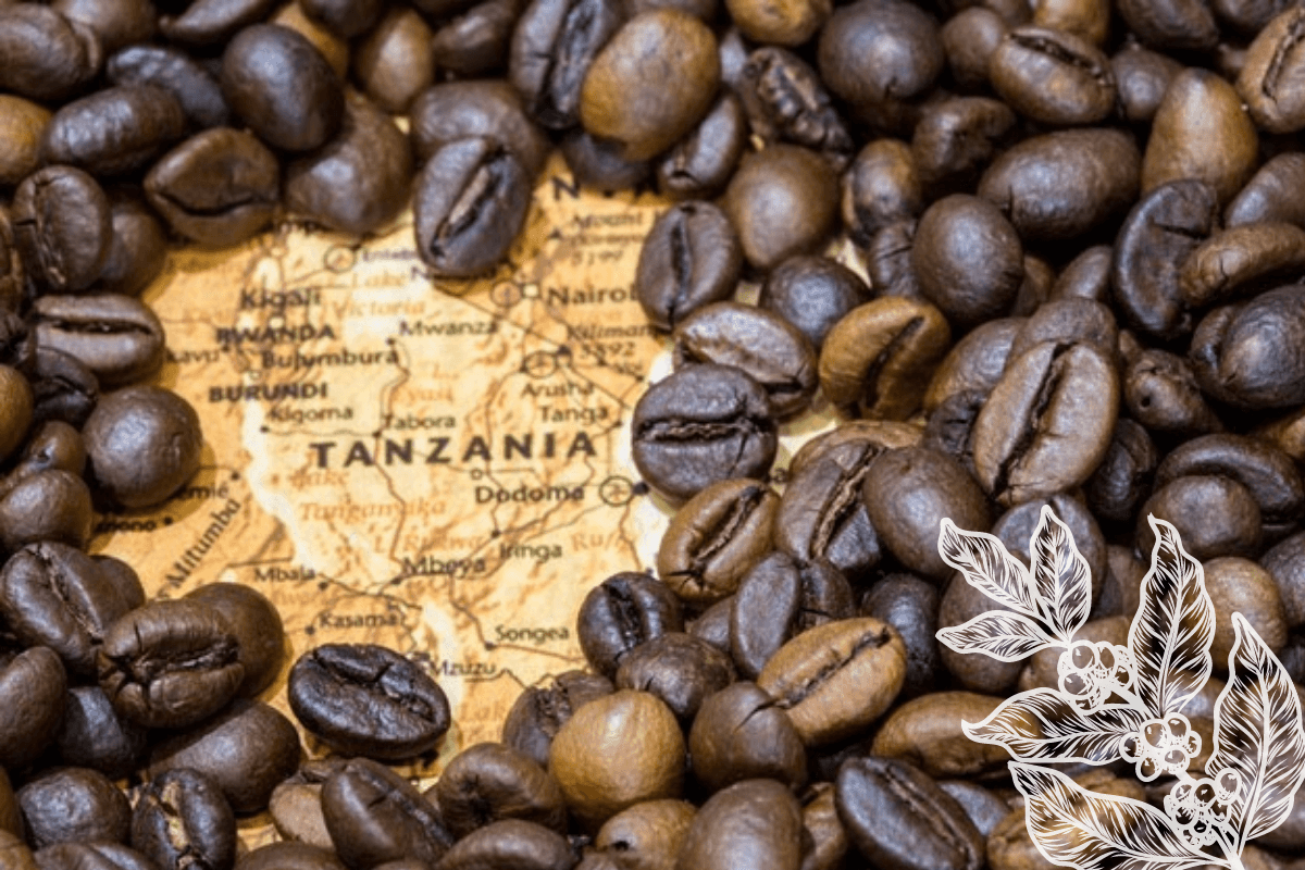 Танзания крупнейший страна производитель и экспортер кофе