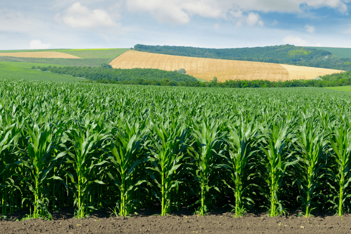 Топ-10 стран мира по выращиванию кукурузы