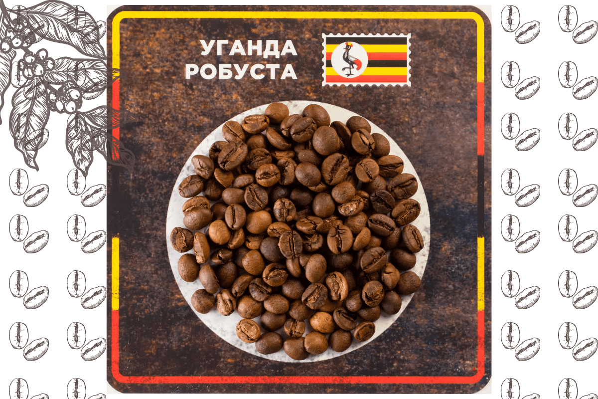 Уганда крупнейшая страна производитель и экспортер кофе