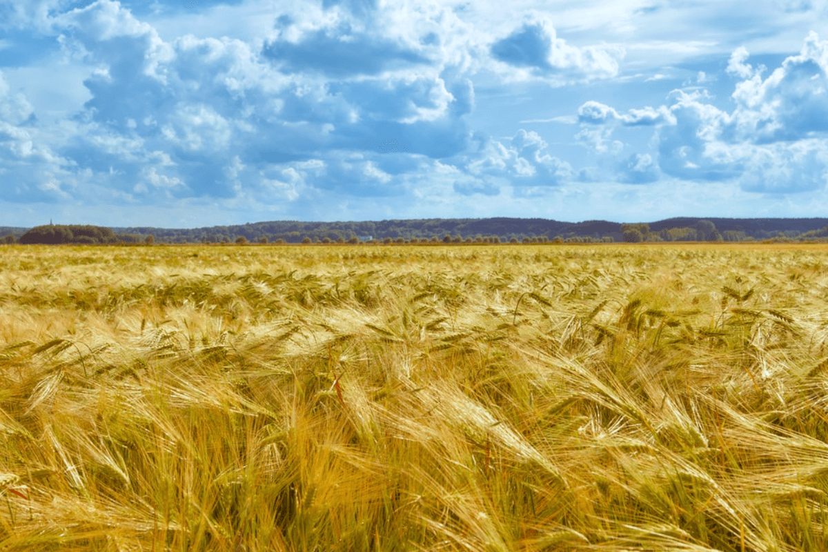 Зерновые культуры: виды и описание