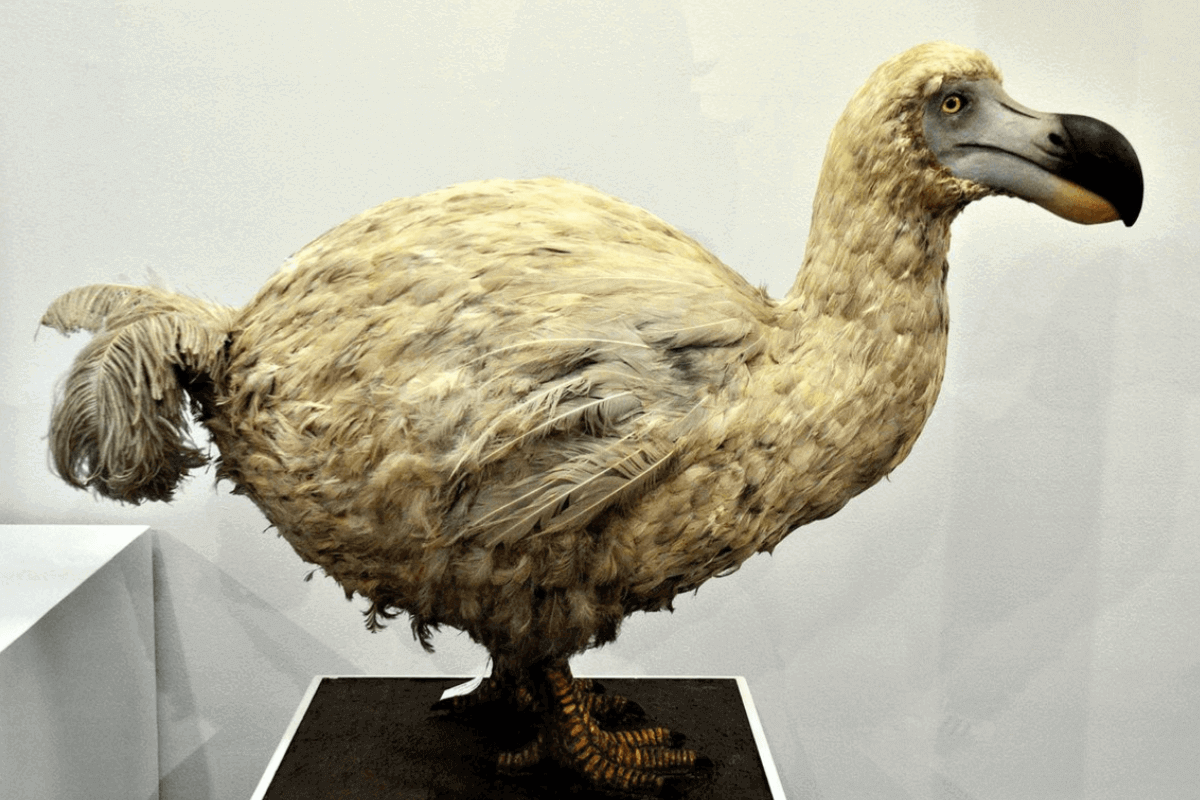 Топ-15 потрясающих вымерших животных: Дронт — самая доверчивая птичка на Земле