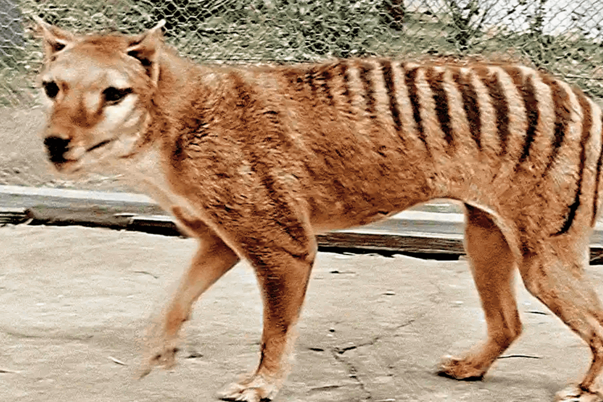 Топ-15 потрясающих вымерших животных: Тилацин — то ли тигр, то ли волк