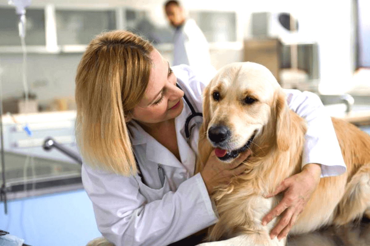 5 важных советов от зоопсихологов и ветеринаров