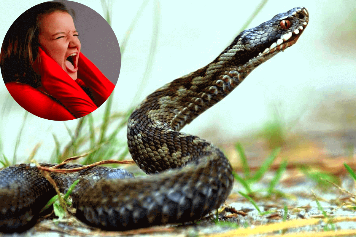 Змеи способны слышать человеческий крик, реагируя на него определенным образом