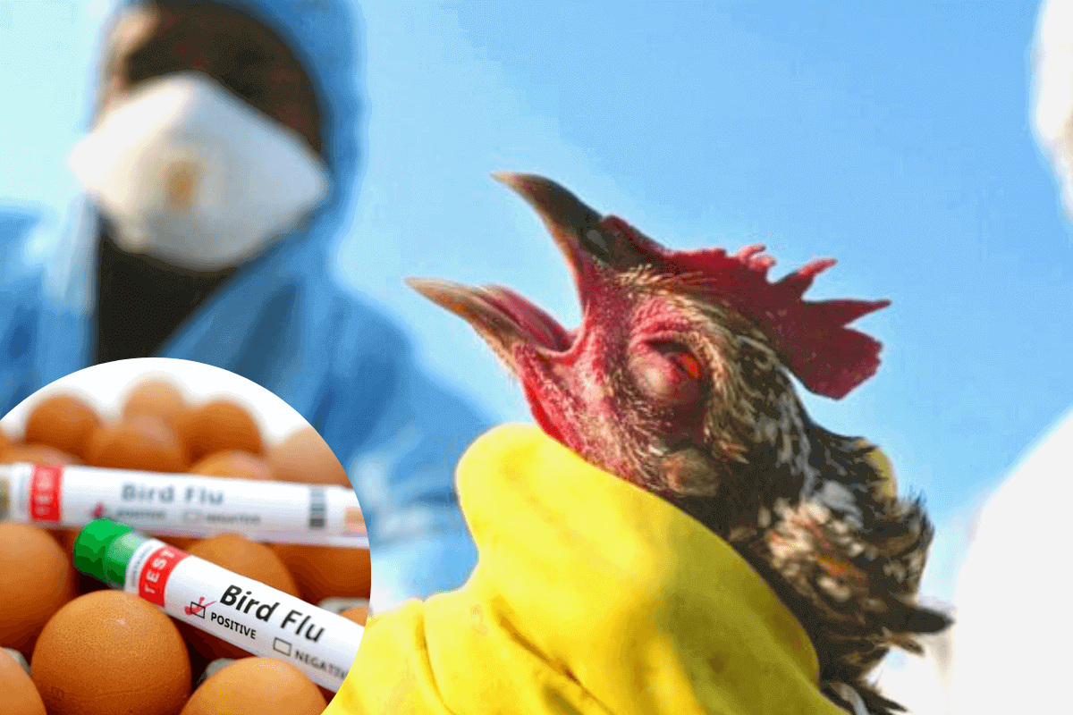 Птичий грипп активно распространяется в новых странах