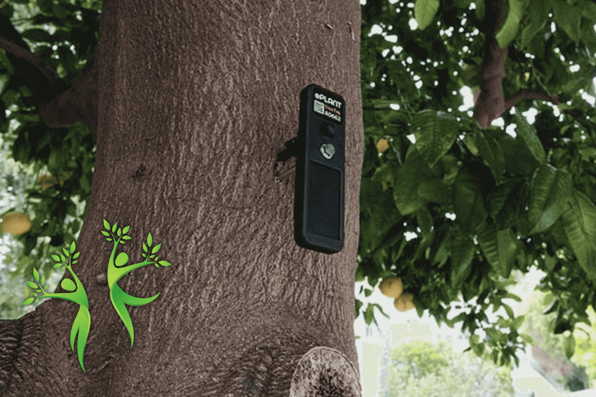 Искусственный интеллект помогает общаться с деревьями