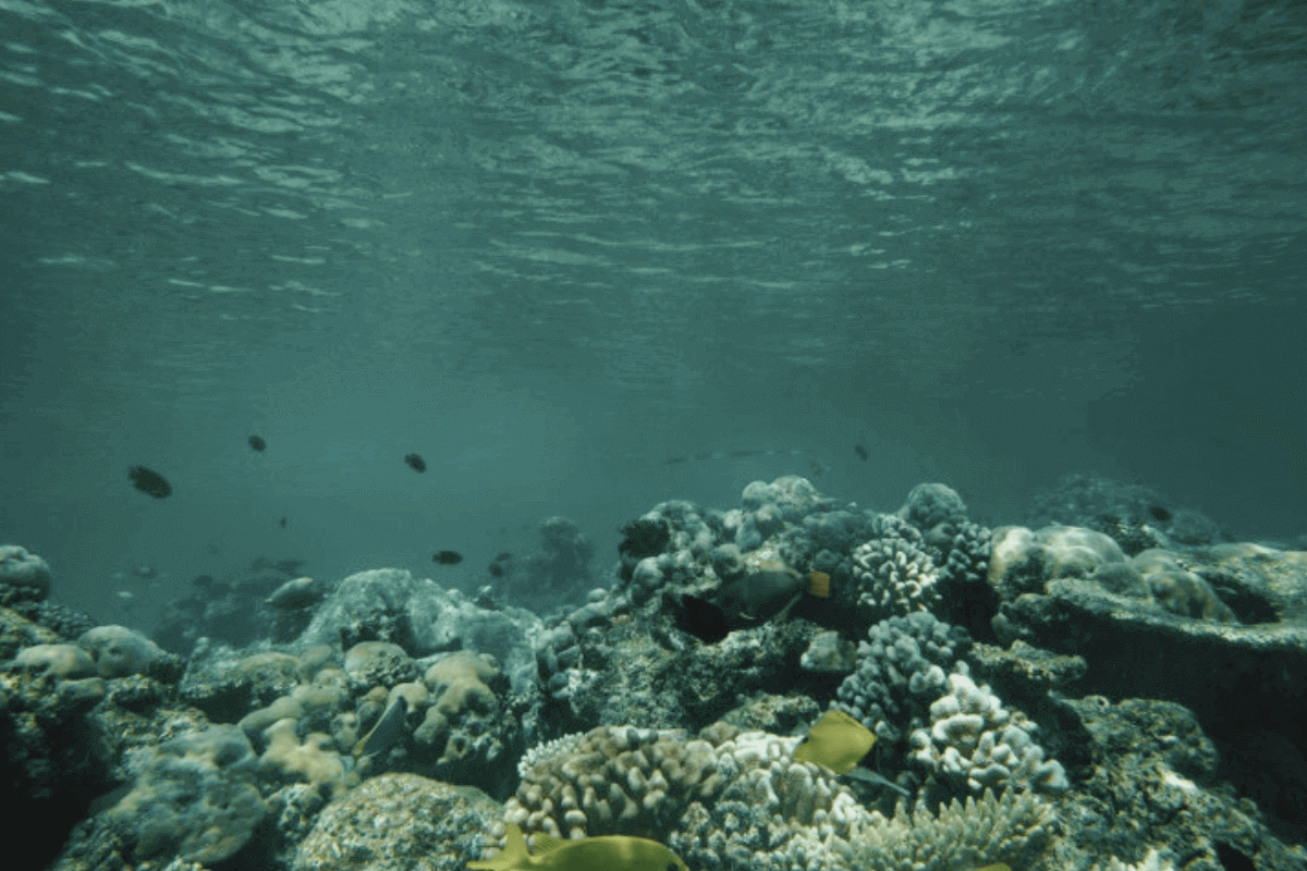 Ученые призывают использовать океаны в борьбе с кризисом климата