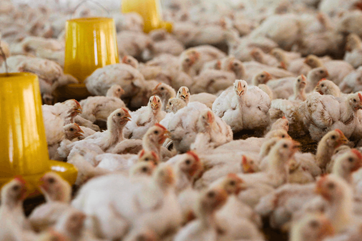 Птичий грипп вновь затронул промышленные птицефермы
