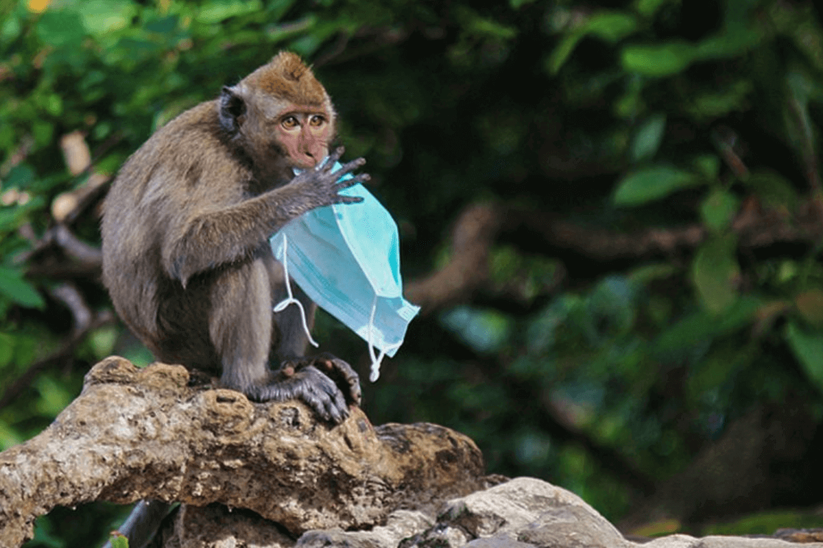 Случаи заболевания обезьяньей оспой в США удвоились